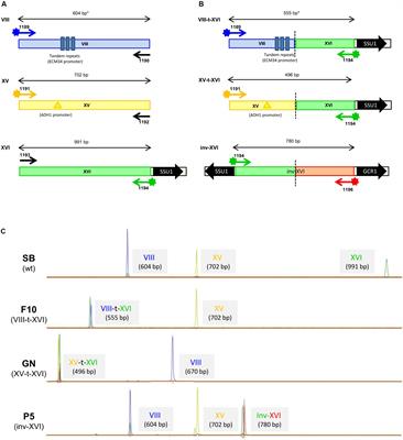 SSU1 Checkup, a Rapid Tool for Detecting Chromosomal Rearrangements Related to the SSU1 Promoter in Saccharomyces cerevisiae: An Ecological and Technological Study on Wine Yeast